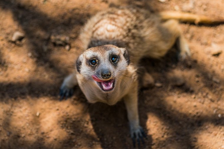 004 Zuid-Afrika, Ukutula Game Reserve, stokstaartje.jpg